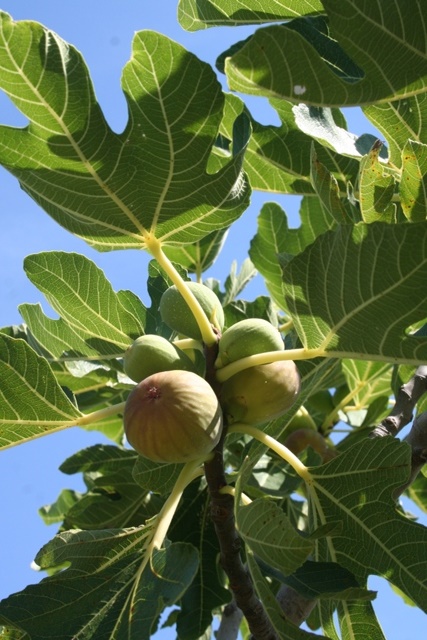 Ripening figs